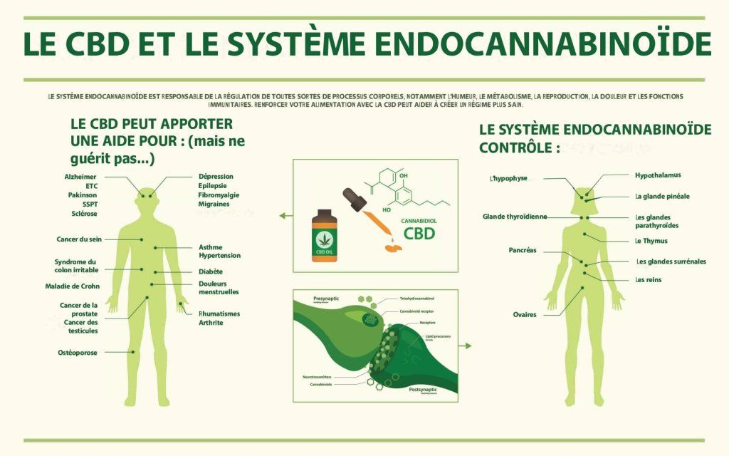 Le système endocannabinoïde