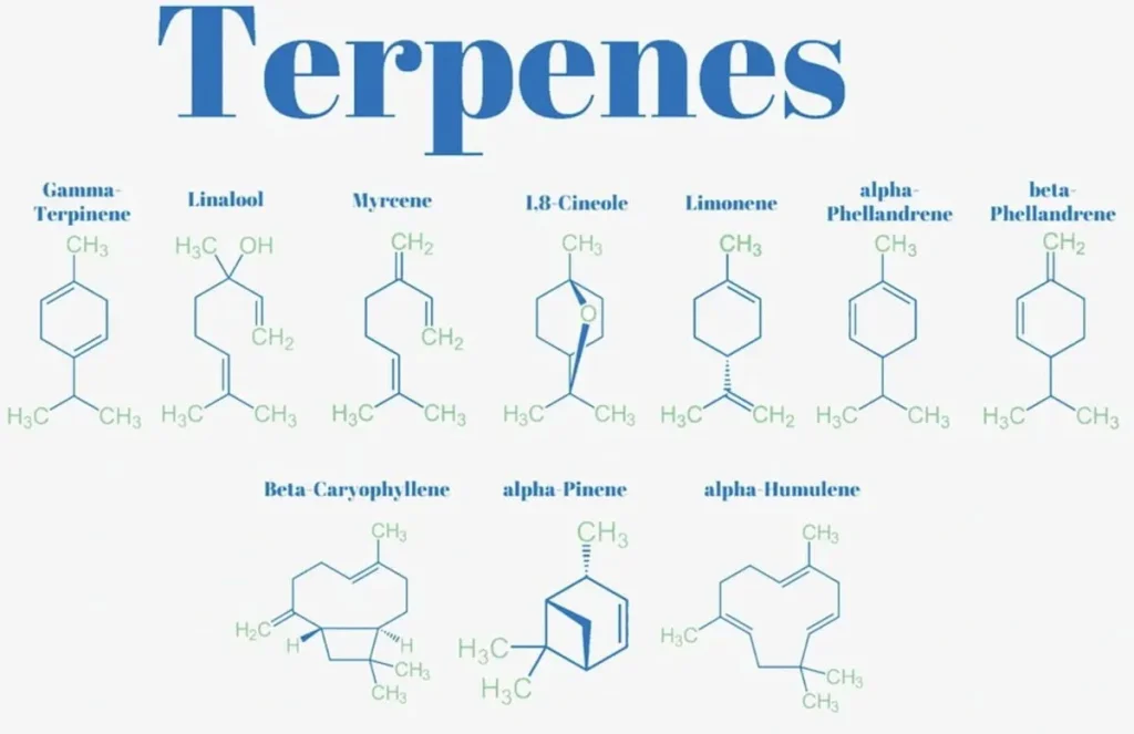 Les terpènes 